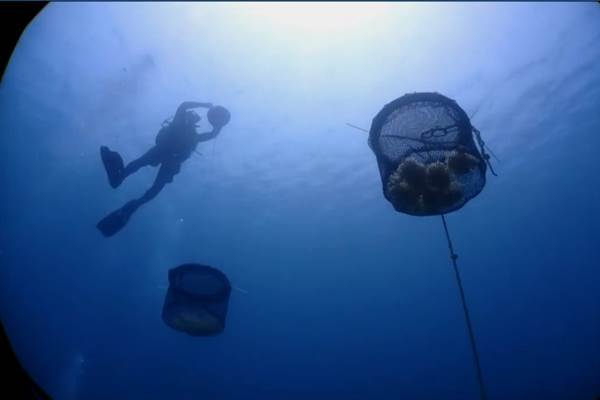 三漁興旺-烏賊受精卵放流促使海洋資源復育