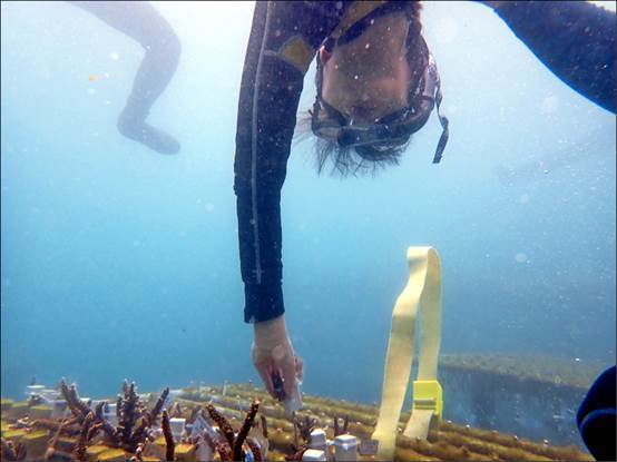 研究人員幾乎每天都要潛水到珊瑚復育池，替正在培育的珊瑚刷去附著的海藻。（識名信也提供）