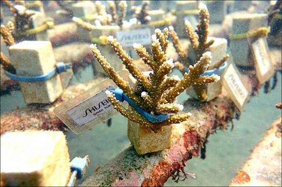 珊瑚要長到有5歲幼兒巴掌大小，至少要2年以上的時間。（識名信也提供）